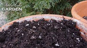 how much soil should you put in a pot