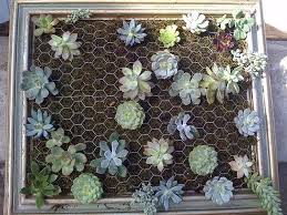 Vertical Succulent Gardens