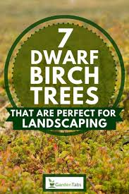 7 Dwarf Birch Trees That Are Perfect