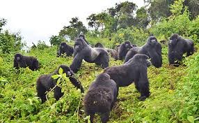 Image result for mountain gorillas