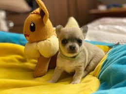 chihuahua puppies available from