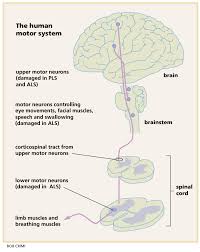 human motor system in als