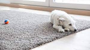 common carpet odor sources what to do