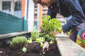 Building A Vegetable Garden In Wa Your
