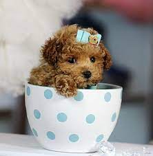 teacup poodle in a teacup hd wallpapers