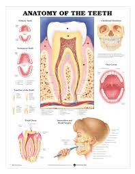 Teeth Anatomy Chart Anatomy Of The Teeth Laminated Lfa 99931