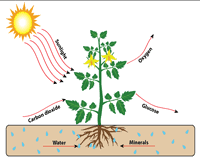 Photosynthesis uses the energy of sunlight to convert water and carbon dioxide into cellular respiration worksheet 1 1. Photosynthesis Worksheets