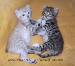 Registered exotic highland & desert lynx kittens for sale updated 1/18/21. Prices Of Highland Lynx Kittens For Sale