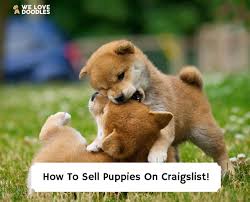 how to sell puppies on craigslist