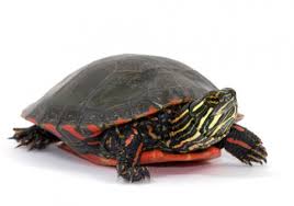 Painted Turtle Care Sheet