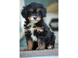 Beautiful cavapoo and cavachon puppies for sale. Puppies For Sale Cavapoos Breeders And Private Parties In Hull Georgia Poodle Cross Breeds Dog Breeds Cute Dogs