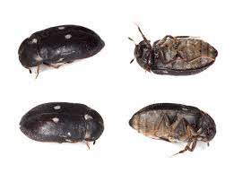 black carpet beetle p e i pest control