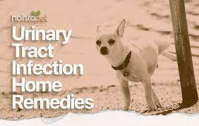home remedy for dog urine