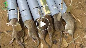 Rat traps are a smart alternative to poisonous rat bait, especially if you have pets and small children. Clever 12 Years Old Boy Create The Most Efficient Rat Trap In The World Using Only A Few Pvc Pipes Canvids
