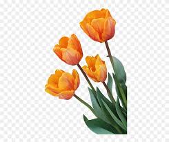 We associate flowers with experiences such as love and friendship. Tulip Orange Flower Orange Tulip Transparent Background Clipart 5771031 Pinclipart