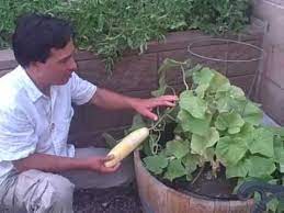 growing a vegetable garden in las vegas