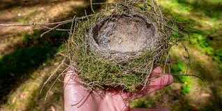 Finding Bird Nests Uk Wildlife Blog