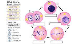 Cellular signals tell the cell animal cell mitosis the cell then undergoes cytokinesis generating two haploid daughter cells that are ready to undergo the stages of meiosis ii. Mitosis The Biology Corner