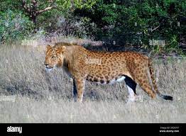 Marozi. Illustration and photo-reconstruction of the spotted lion Marozi.  The marozi (spotted lion), which has been given the scientific name  Panthera Stock Photo - Alamy