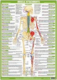 Muscle Anatomy Charts Set Of 4 Muscle Anatomy Body