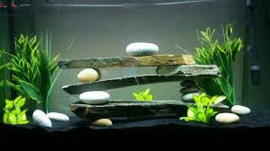 By now you already know that, whatever you are but you may have to act fast as this top modern fish tank is set to become one of the most. Betta Fish Facts Betta Fish Care A Betta Fish Must Read Fish Tank Design Modern Fish Tank Fish Tank