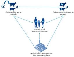 antimicrobial resistance in the food chain
