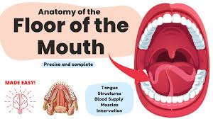 anatomy of the floor of the mouth