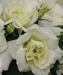 They have been used since the times of the ancient well, these were some of the prettiest flowers that look almost similar to roses. Lisianthus Plants Grow Rose Like Cut Annual Flowers Burpee