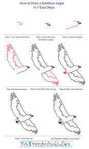 how to draw a bateleur eagle