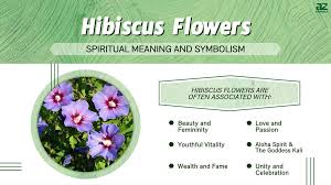 hibiscus flowers meaning symbolism