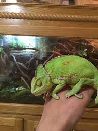 .common chameleons that are kept as pets are veiled, panther and jackson's chameleon and the reproduction of these three species is not really the same. Do Chameleons Make Good Pets Quora