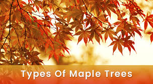 maple tree varieties diffe types