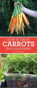 Planting Carrots In Containers With