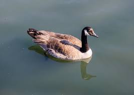 What products to use to scare geese away? Canada Goose Waikato Regional Council