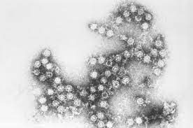 Virus ini merebak secara kontak dengan air liur, cecair lepuh (blister) dan najis pesakit. Coxsackievirus Wikipedia