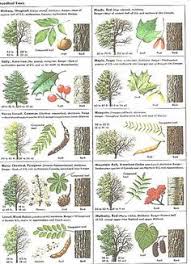 22 Best Tree Bark Identification Images Tree