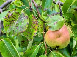 3 reasons pear trees get black leaves