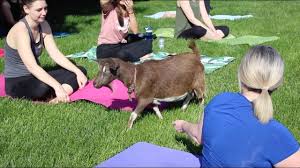 explore vernon goat yoga o keefe