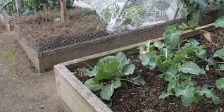 Raised Vegetable Beds Advantages And