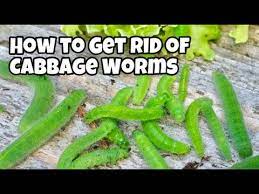 controlling cabbage worms in the garden