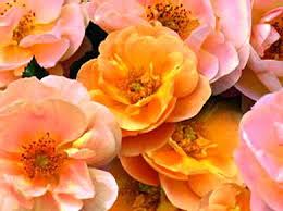 rosa amber flower carpet roses