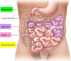 small intestine location function