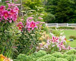 These perennials usually bloom for several weeks in summer and the cut flowers can last for a week or more in the zones: The Best Perennials For Cutting Better Homes Gardens