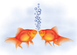 How To Create A Detailed Goldfish Couple With Adobe Illustrator