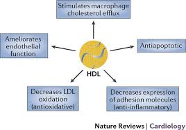 В организме холестерин транспортируется при помощи липопротеидных комплексов. Dysfunctional Hdl And Atherosclerotic Cardiovascular Disease Nature Reviews Cardiology