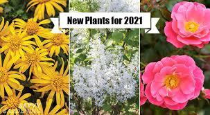 Common and botanical names of flowers listed alphabetically by their common name. New Plants For 2021 Gardens Eye Catching Annuals And Perennials