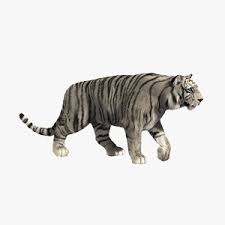 Libros tigre blanco gratis : Tigre Blanco 3d Modelos Para Descargar Turbosquid