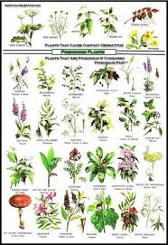 Edible Medicinal Flower Plant Chart In 2019 Planting