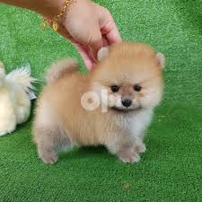 healthy teacup pomeranian puppy for