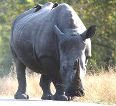 ricko the rhino archives strategies